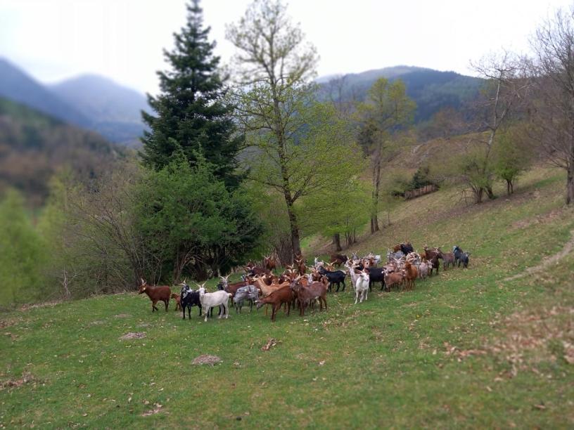 Nos 2 Gites A La Fermy'Air Mollau Екстериор снимка